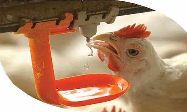 تصویر 1 از فروش ویژه فشار شکن آبخوری مرغ نیپل + قیمت و کیفیت عالی